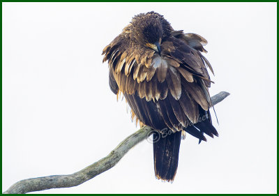 Immature American Bald Eagle Preening