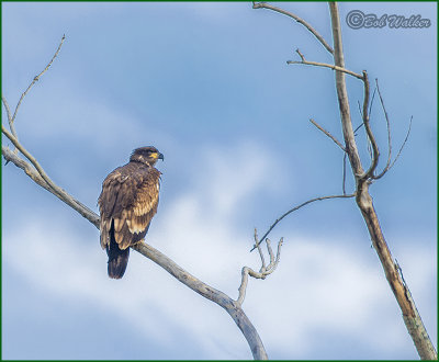 Immmature American Bald Eagle Scanning For Prey