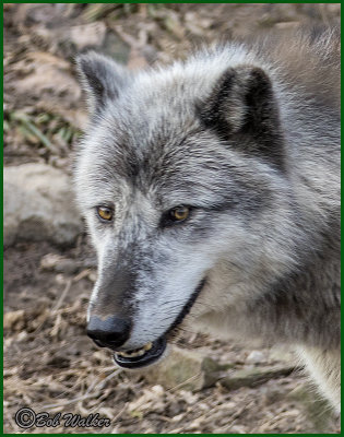 A Grey Wolf's Portrait 