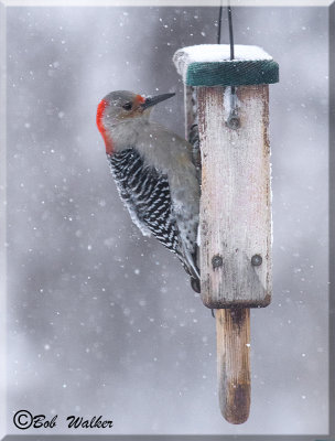 Red-bellied Woodpecker At Suet Feeder