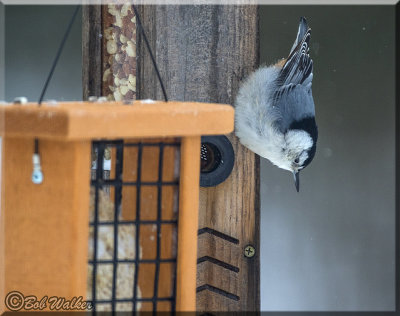 White-breasted Nuthatch At Feeder This Winter