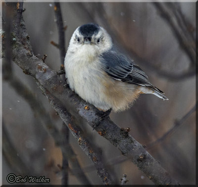 The Nuthatch Gallery
