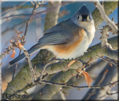 Tufted Titmouse Enduring The Winter Of 2018