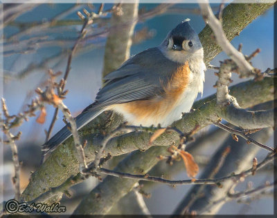 Tufted Titmouse Too Enduring Record Low Temperatures In 2018 