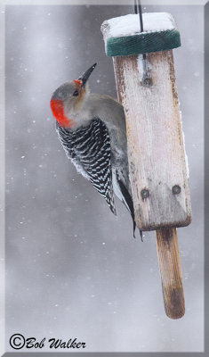 Red-bellied Woodpecker Finds It's Meal