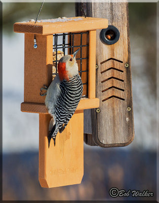 The Red Bellied Woodpecker Gallery
