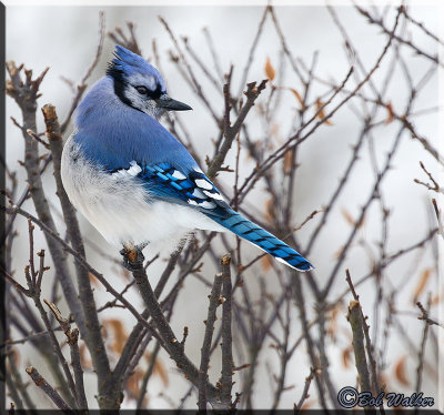 The Beauty Of The Blue Jay
