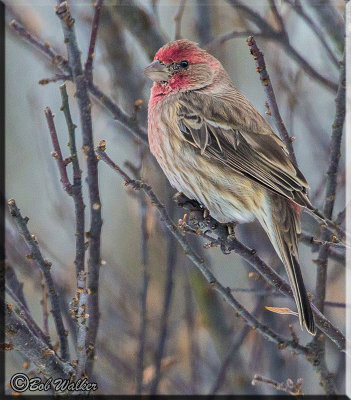 House Finch (Carpodacus mexicanus)