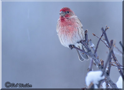 A House Finch (Carpodacus mexicanus) On A Cold Morning