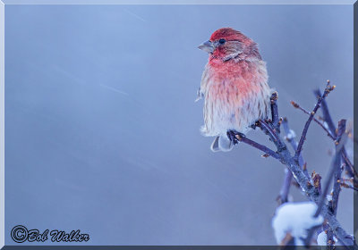 House Finch (Carpodacus mexicanus) Out Waits The Storm