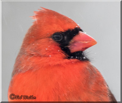 Its A Snowy Day For The Male Cardinal