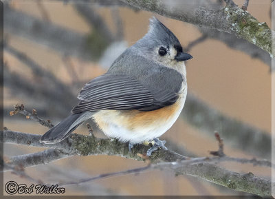 Tufted Titmouse Obscured In The Branches 