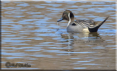 Northern Pintail Duck In Spring Migration