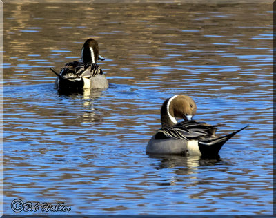 Northern Pintails And One Preening