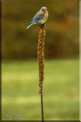 Blue Bird Posing 