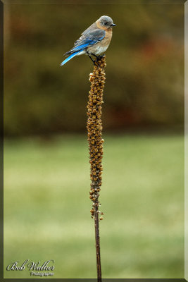 Blue Bird Getting Bored Posing