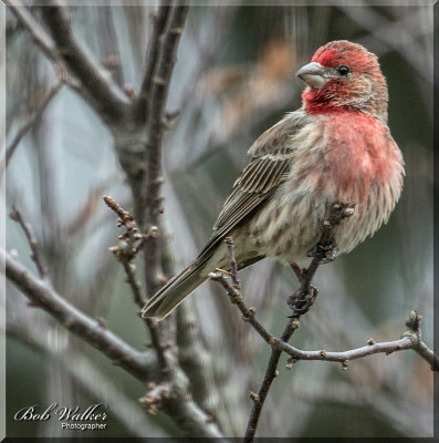 House Finch (Carpodacus Mexicanus) In The First Cold Days Of April