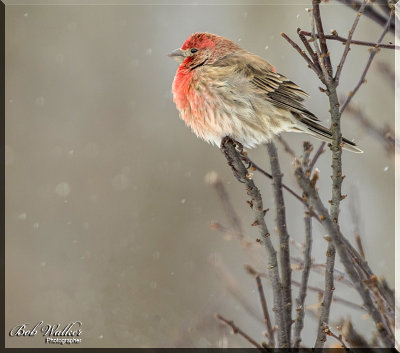 House Finch Enduring The Cold
