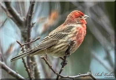 House Finch  Out On A Limb