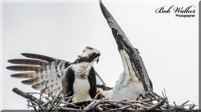 Good Grief Can't You Land Better Than That? You'll Wreck The Nest