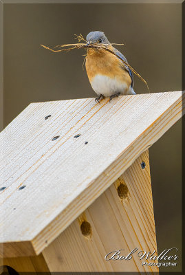 The New York State's Eastern Bluebird Gallery