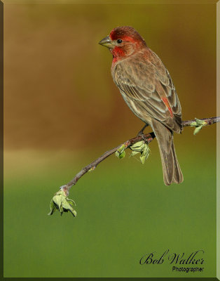 The House Finch Perches On A Dyeing Limb 