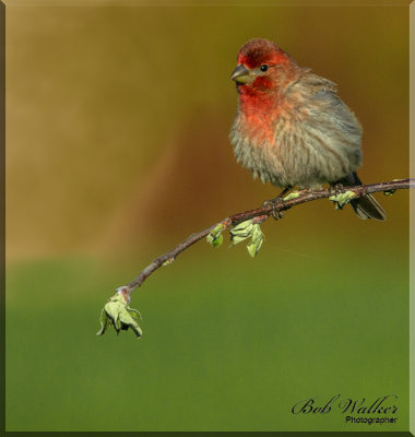 The House Finch Fluffs  It's Feathers 