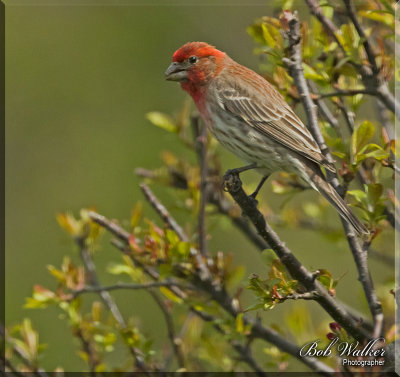 The House Finch Perches In A Budding Tree