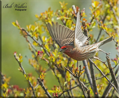 The House Finch Taking Flight From It's Perch