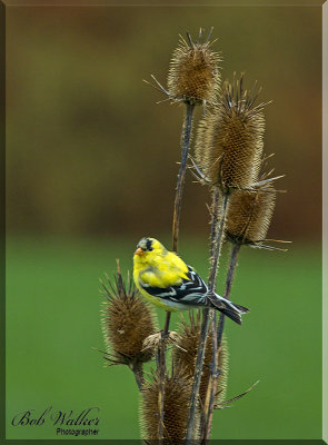 Gold Finch Can Perch Anywhere