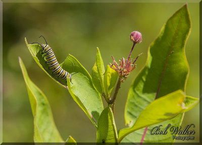 The Making Of A Monarch Butterfly