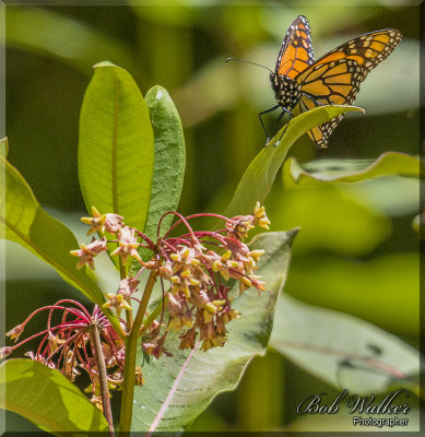 Monarch Checking Swamp Milkweed Out