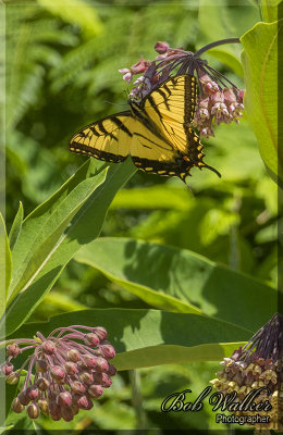 The EasternTiger Swallowtail Withdrawing Nourishment 