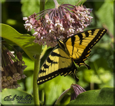 The Eastern Tiger Swallowtail Butterfly Yet Another One Of Nature's Beauties