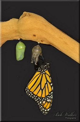 This Image Shows Two Stages Of The Five A Monarch Butterfly Has 