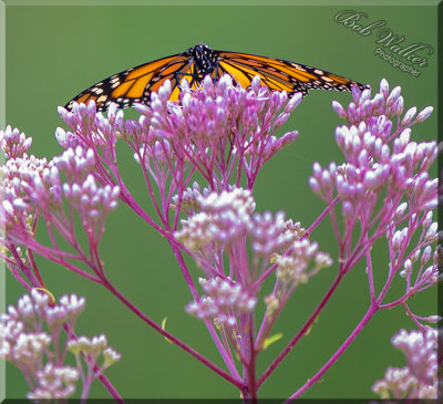 The Monarchs Seem To Love The Swamp Milkweed As seen Here