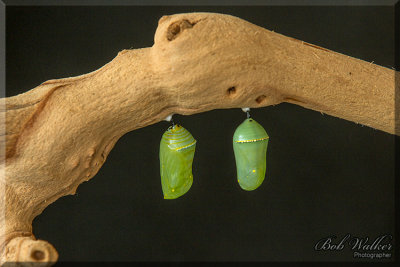 The Pupa Stage of the Monarch Butterfly