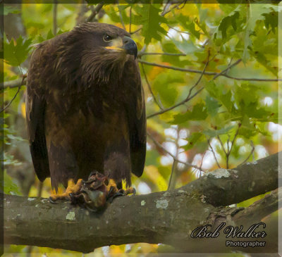 Immature American Bald Eagle On The Lookout For Poachers