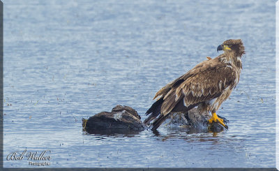 Immature American Bald Eagle Looking For Fish 
