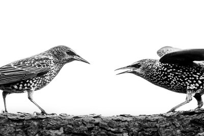 starlings