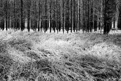 frozen forest