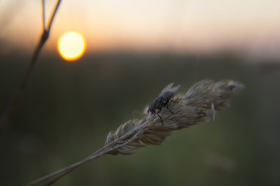 fly during sunset