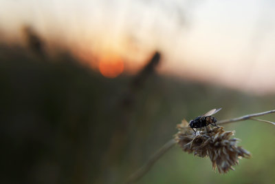 fly enjoying a sunrise