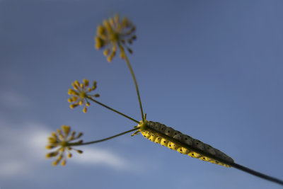 rups koninginnepage