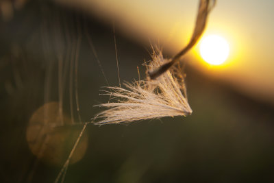 seed during sunrice
