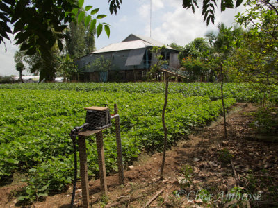 Farm in Tan Chau