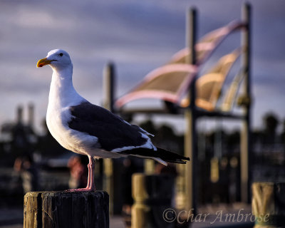 Western Gull at the Redondo Beach Pier