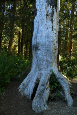 Tree in the Hoh Rainforest