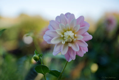 Pink Flower from Monets Garden