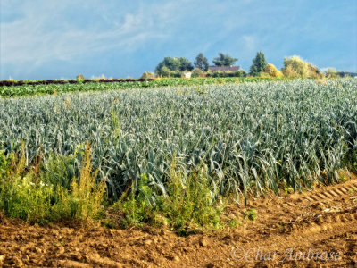 Fields in Auvers-sur-Oise